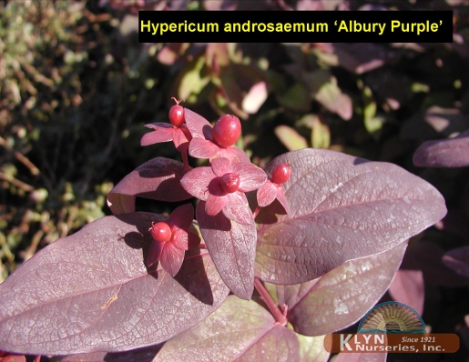 HYPERICUM androsaemum 'Albury Purple' - Albury Purple St. Johnswort