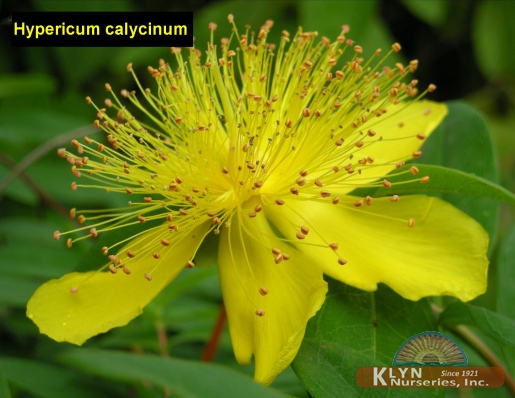 HYPERICUM calycinum - Aaronsbeard St. Johnswort