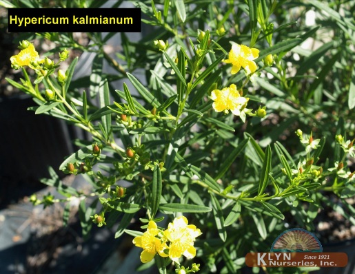 HYPERICUM kalmianum - Kalm's St. Johnswort