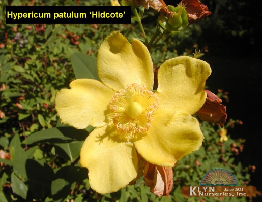 HYPERICUM patulum 'Hidcote' - Hidcote St. Johnswort