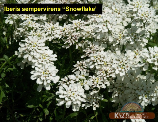 IBERIS sempervirens 'Snowflake' - Candytuft