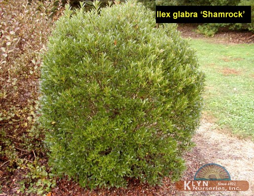 ILEX glabra 'Shamrock' - Shamrock Inkberry