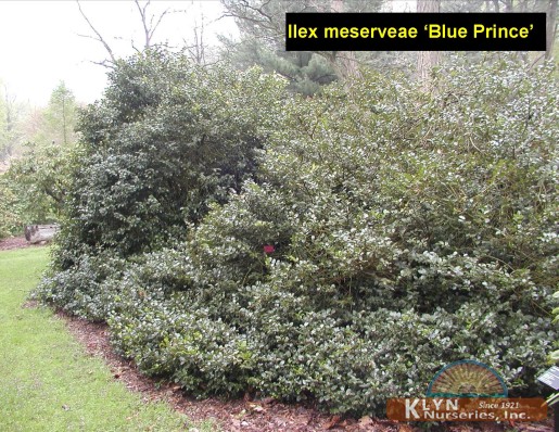 ILEX x meserveae 'Blue Prince' - Blue Prince Holly