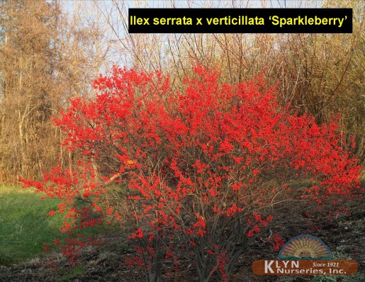 ILEX serrata x verticillata 'Sparkleberry' - Sparkleberry Winterberry