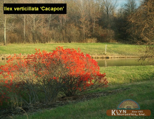 ILEX verticillata 'Cacapon' - Cacapon Winterberry