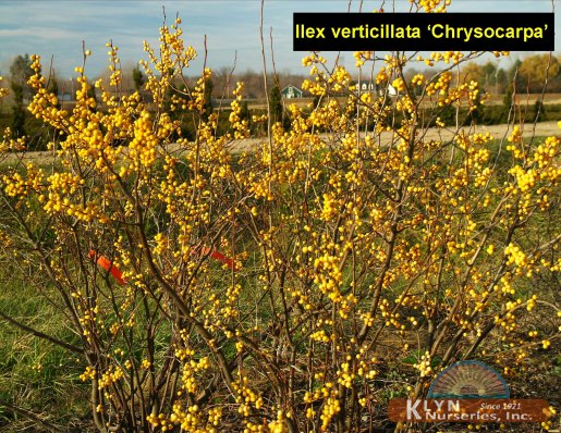 ILEX verticillata 'Chrysocarpa' - Yellow Winterberry