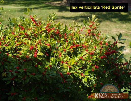 ILEX verticillata 'Red Sprite' - Red Sprite Winterberry