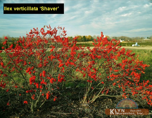 ILEX verticillata 'Shaver' - Shaver Winterberry