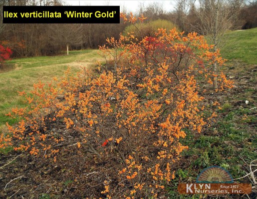 ILEX verticillata 'Winter Gold' - Winter Gold Winterberry