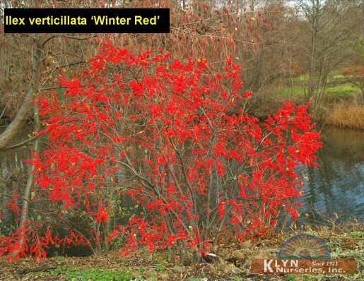 ILEX verticillata 'Winter Red' - Winter Red Winterberry