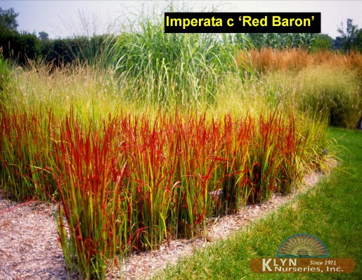 IMPERATA cylindrica 'Red Baron' - Japanese Blood Grass