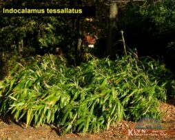 INDOCALAMUS tessallatus - Broadleaf Bamboo