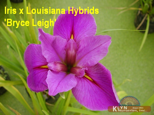 IRIS x Louisiana Hybrids 'Bryce Leigh' - Louisiana Iris