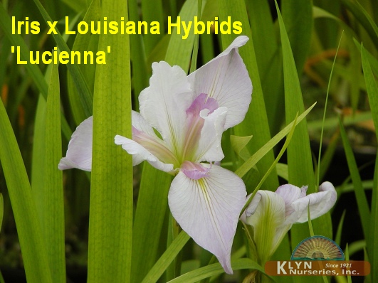 IRIS x Louisiana Hybrids 'Lucienna' - Louisiana Iris