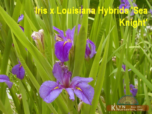 IRIS x Louisiana Hybrids Sea Knight' - Louisiana Iris
