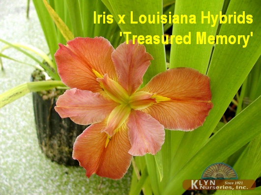 IRIS x Louisiana Hybrids 'Treasured Memory' - Louisiana Iris