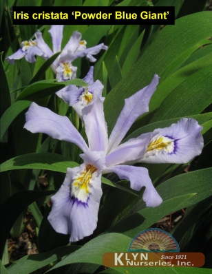 IRIS cristata 'Powder Blue Giant' - Powder Blue Giant Crested Iris