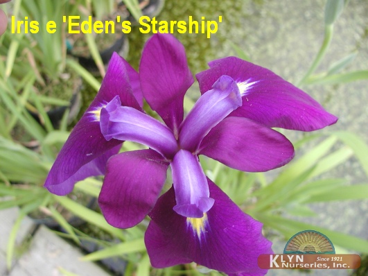 IRIS ensata 'Eden's Starship' - Japanese Iris