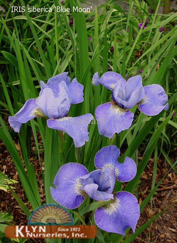 IRIS siberica 'Blue Moon' - Siberian Iris
