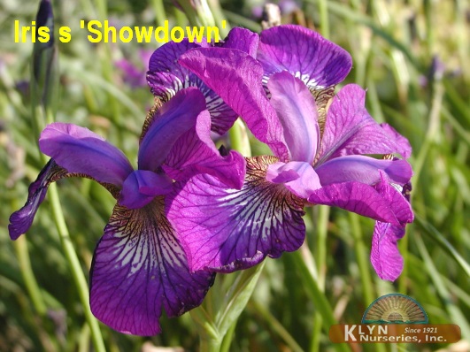 IRIS siberica 'Showdown' - Siberian Iris