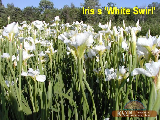 IRIS siberica 'White Swirl' - Siberian Iris
