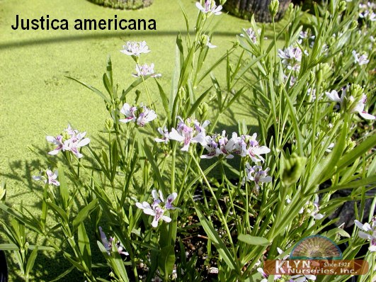 JUSTICA americana - Water Willow