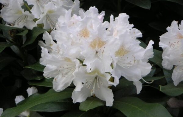 RHODODENDRON ‘Cunningham White’