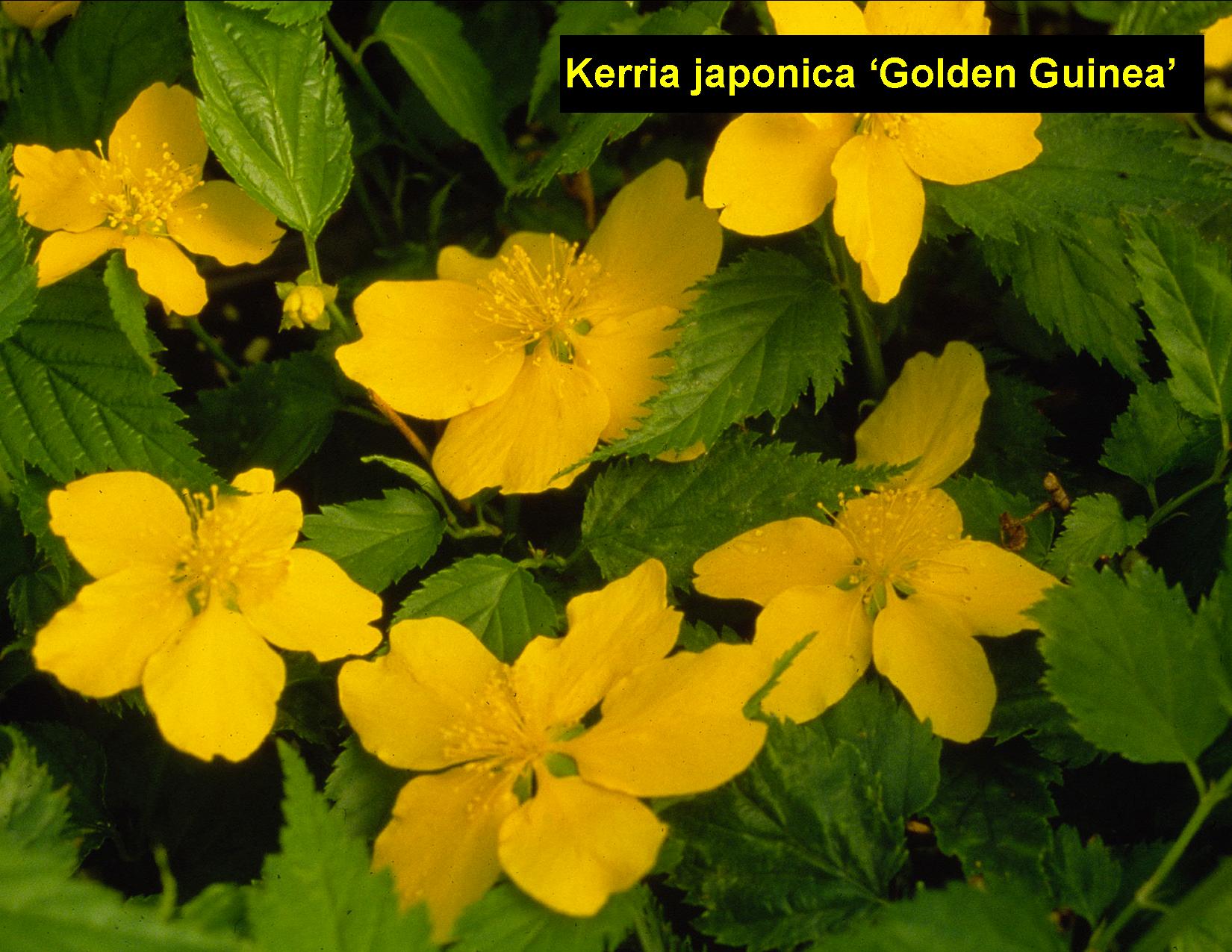 KERRIA japonica 'Golden Guinea' - Golden Guinea Kerria