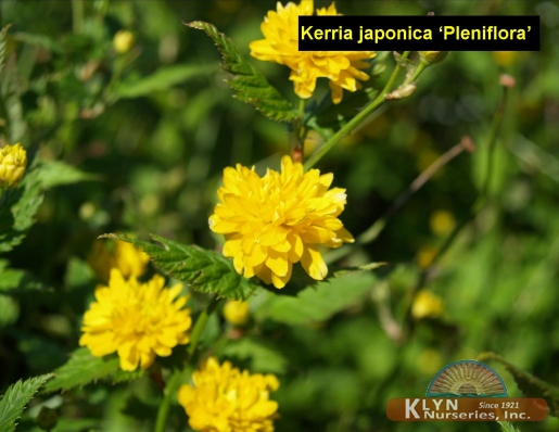 KERRIA japonica 'Pleniflora' - Double Kerria
