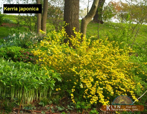 KERRIA japonica - Japanese Kerria