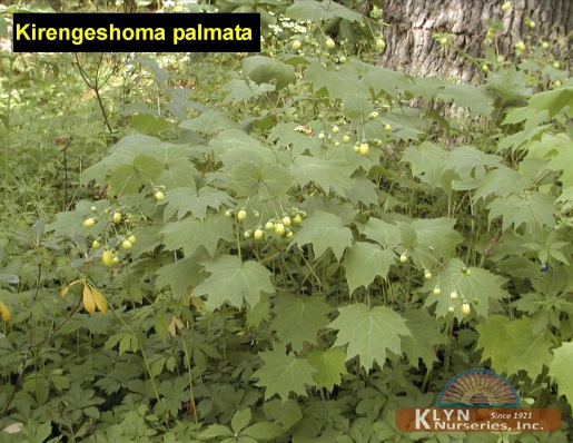 KIRENGESHOMA palmata - Yellow Waxbells