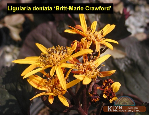 LIGULARIA dentata 'Britt-Marie Crawford' - Britt-Marie Crawford Sunray
