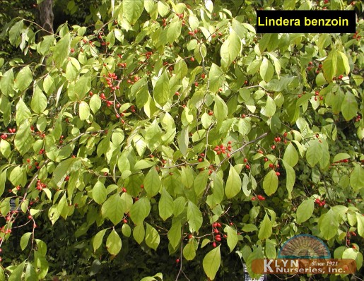 LINDERA benzoin - Spicebush