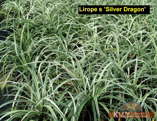 LIRIOPE spicata 'Silver Dragon' - Silver Dragon Lily Turf