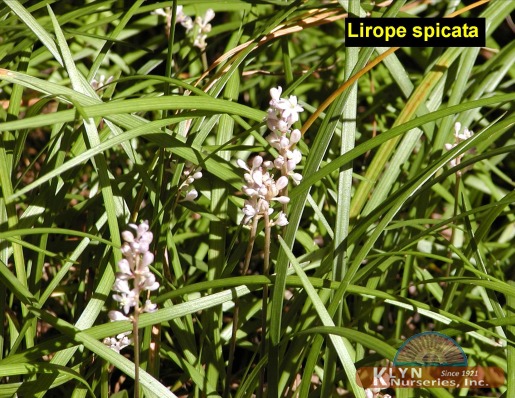 LIRIOPE spicata - Creeping Lily Turf