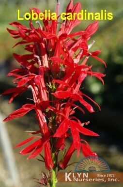 LOBELIA cardinalis - Red Cardinal Flower