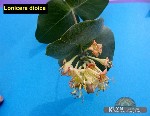 LONICERA dioica - Smooth Leaved Honeysuckle