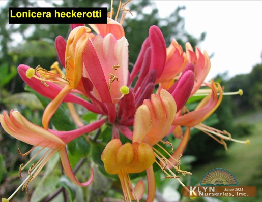 LONICERA x heckerotti - Goldflame Honeysuckle
