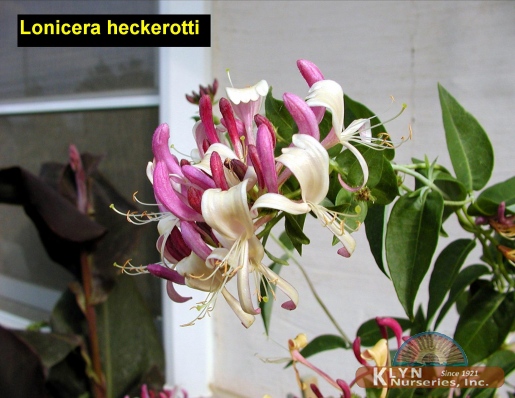 LONICERA x heckerotti - Goldflame Honeysuckle