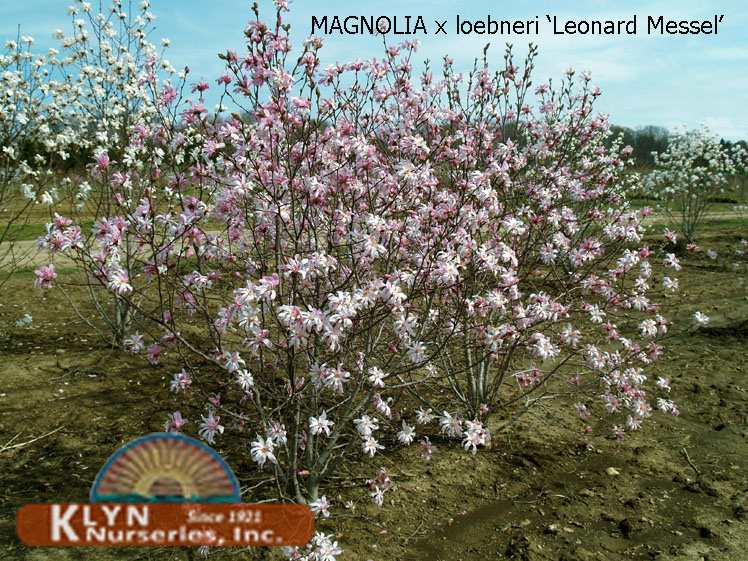 MAGNOLIA x loebneri 'Leonard Messel' - Leonard Messel Magnolia