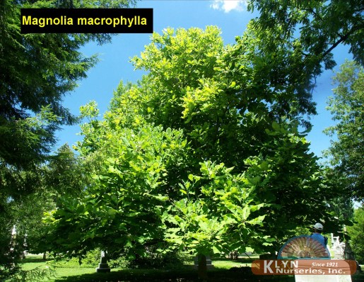 MAGNOLIA macrophylla - Bigleaf Magnolia
