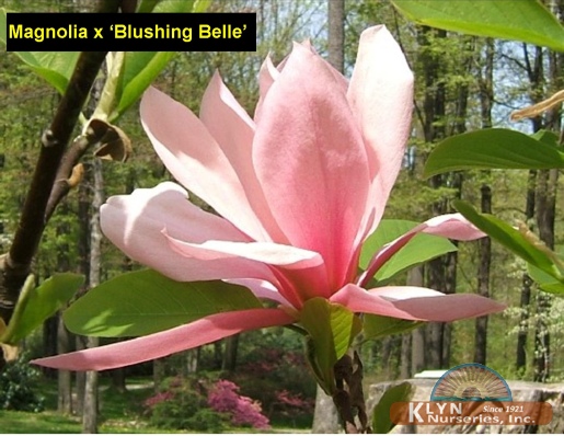 MAGNOLIA x 'Blushing Belle' - Blushing Belle Magnolia