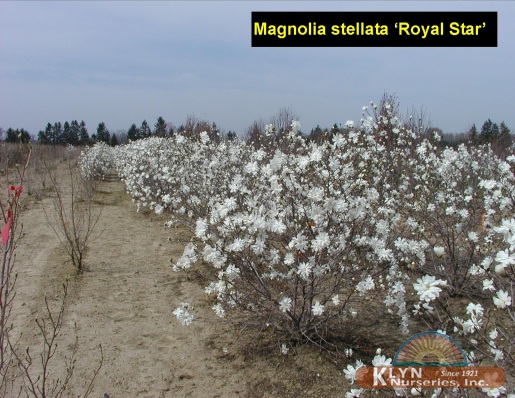 MAGNOLIA stellata 'Royal Star' - Royal Star Magnolia