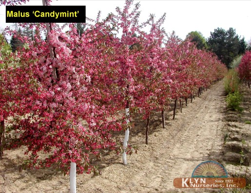 MALUS 'Candymint' - Candymint Crab