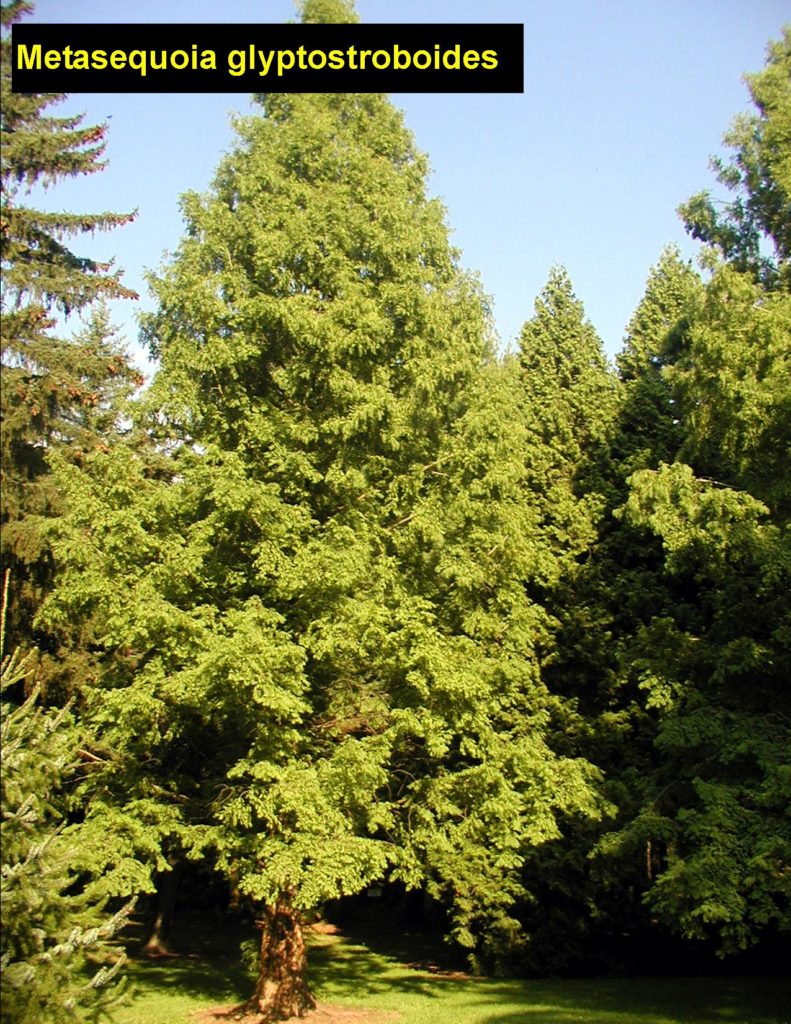 metasequoia glyptostroboides dawn redwood