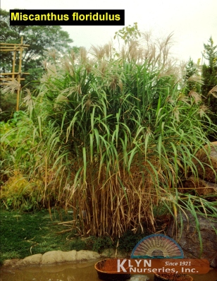 MISCANTHUS floridulus - Giant Chinese Silver Grass