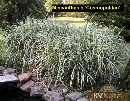 MISCANTHUS sinensis 'Cosmopolitan' - Japanese Silver Grass