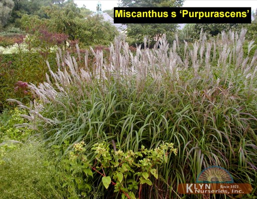 MISCANTHUS sinensis 'Purpurascens' - Flame Grass