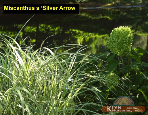 MISCANTHUS sinensis 'Silver Arrow' - Silver Arrow Maiden Grass