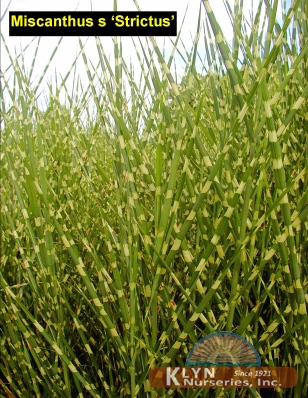 MISCANTHUS sinensis 'Strictus' - Porcupine Grass